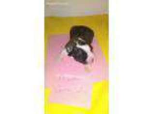 Saint Bernard Puppy for sale in Shelbyville, TN, USA