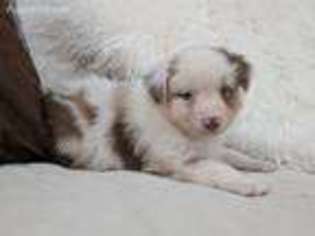 Australian Shepherd Puppy for sale in Anacortes, WA, USA