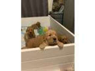 Golden Retriever Puppy for sale in Gridley, CA, USA