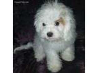 Cavapoo Puppy for sale in Dewey, OK, USA