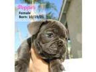 French Bulldog Puppy for sale in Aliso Viejo, CA, USA