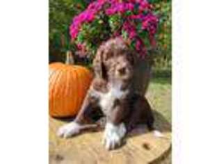 Labradoodle Puppy for sale in Woodville, OH, USA
