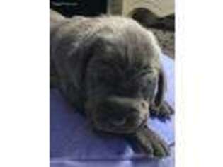 Weimaraner Puppy for sale in Asheboro, NC, USA