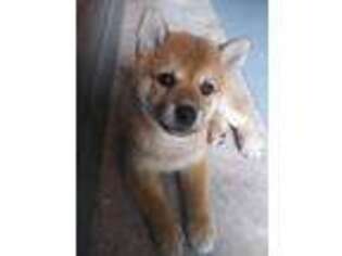 Shiba Inu Puppy for sale in Odin, IL, USA