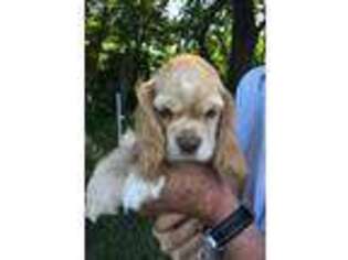 Cocker Spaniel Puppy for sale in Sand Lake, MI, USA