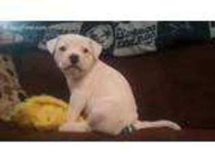 American Bulldog Puppy for sale in Frederick, MD, USA