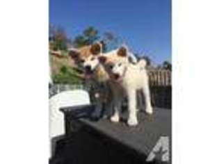 Akita Puppy for sale in LA HABRA, CA, USA