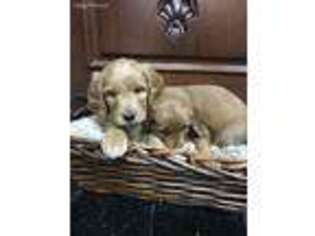 Goldendoodle Puppy for sale in Henning, MN, USA
