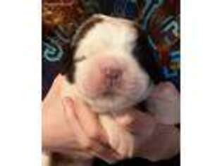 Saint Bernard Puppy for sale in Philipsburg, PA, USA