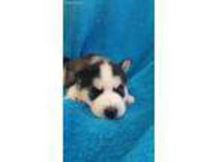 Siberian Husky Puppy for sale in Fort White, FL, USA