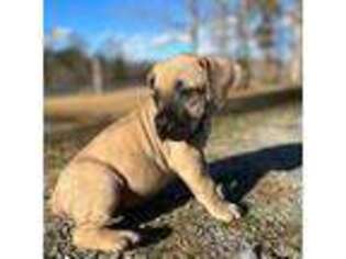 Boerboel Puppy for sale in Raleigh, NC, USA