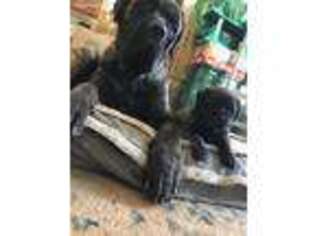 Mastiff Puppy for sale in Sandy, OR, USA