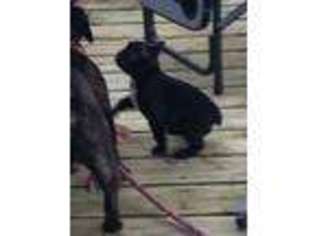 French Bulldog Puppy for sale in Monticello, IN, USA
