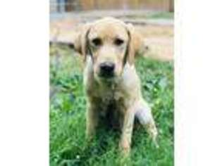 Labrador Retriever Puppy for sale in Durham, NC, USA