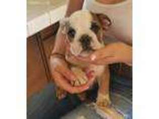 Bulldog Puppy for sale in San Ysidro, CA, USA