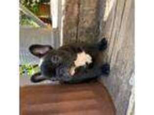 French Bulldog Puppy for sale in Pioneer, CA, USA