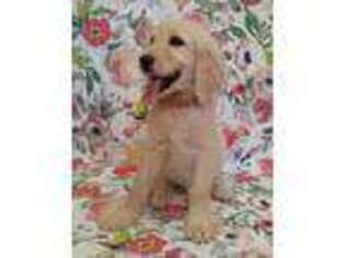 Goldendoodle Puppy for sale in Saluda, SC, USA