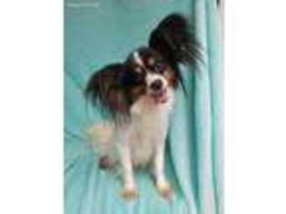 Papillon Puppy for sale in Shelbyville, IN, USA