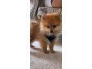 Pomeranian Puppy for sale in Sterling Heights, MI, USA