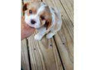 Cavalier King Charles Spaniel Puppy for sale in Corsicana, TX, USA