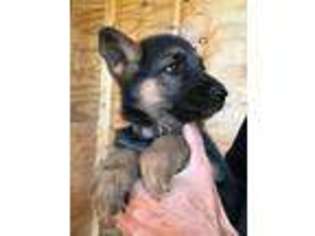 German Shepherd Dog Puppy for sale in Middleville, MI, USA
