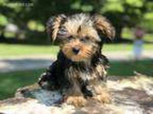 Yorkshire Terrier Puppy for sale in Lake City, PA, USA