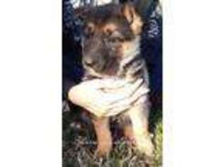 German Shepherd Dog Puppy for sale in Magnolia, KY, USA