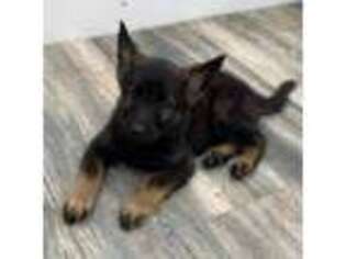 German Shepherd Dog Puppy for sale in Middleboro, MA, USA