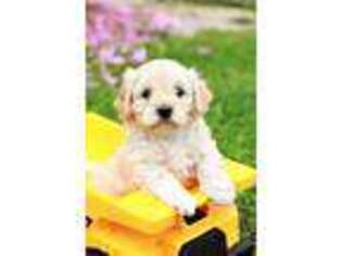 Cavapoo Puppy for sale in Meadville, PA, USA