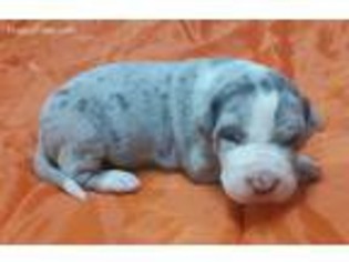 Great Dane Puppy for sale in Reidsville, NC, USA