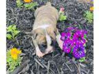 Bulldog Puppy for sale in Mc Connellsburg, PA, USA