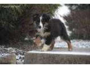 Australian Shepherd Puppy for sale in Clarksville, OH, USA