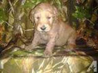 Goldendoodle Puppy for sale in SUN CITY, CA, USA