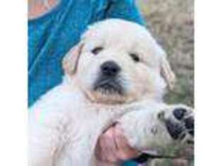 Golden Retriever Puppy for sale in Dime Box, TX, USA