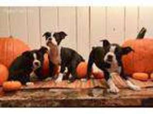 Boston Terrier Puppy for sale in Woodruff, WI, USA