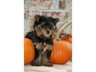 Yorkshire Terrier Puppy for sale in Whiteville, TN, USA