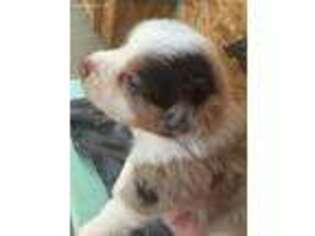 Miniature Australian Shepherd Puppy for sale in Murphy, NC, USA