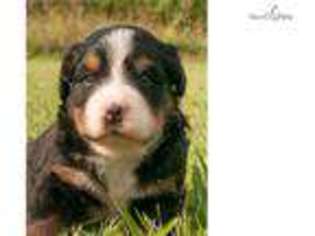 Bernese Mountain Dog Puppy for sale in Louisville, KY, USA