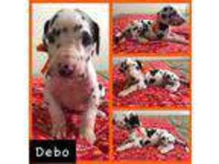 Great Dane Puppy for sale in Willis, TX, USA