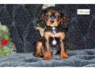 Cavalier King Charles Spaniel Puppy for sale in Oklahoma City, OK, USA