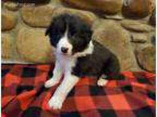 Border Collie Puppy for sale in Buffalo, MO, USA