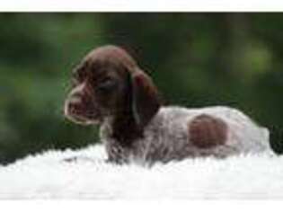 German Shorthaired Pointer Puppy for sale in Saddle River, NJ, USA