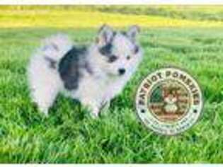 Siberian Husky Puppy for sale in Marshfield, MO, USA