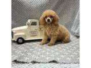 Mutt Puppy for sale in Walker, LA, USA