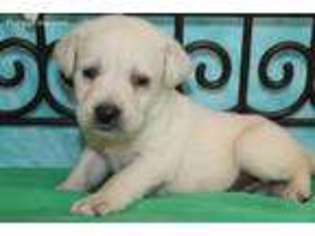 Labrador Retriever Puppy for sale in Novelty, MO, USA