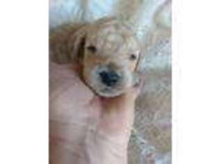 Goldendoodle Puppy for sale in Lynnville, TN, USA