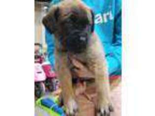 Mastiff Puppy for sale in Adair, IA, USA