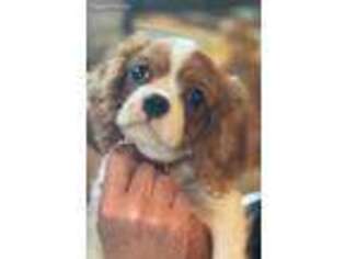 Cavalier King Charles Spaniel Puppy for sale in Seymour, TN, USA