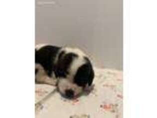 Saint Bernard Puppy for sale in Topping, VA, USA