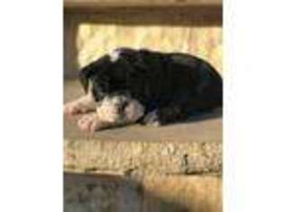 Bulldog Puppy for sale in Denton, TX, USA